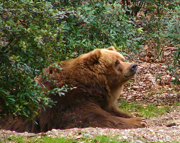 Kodiakbär im Wuppertaler Zoo 2008 (Foto Dieter Kraß)