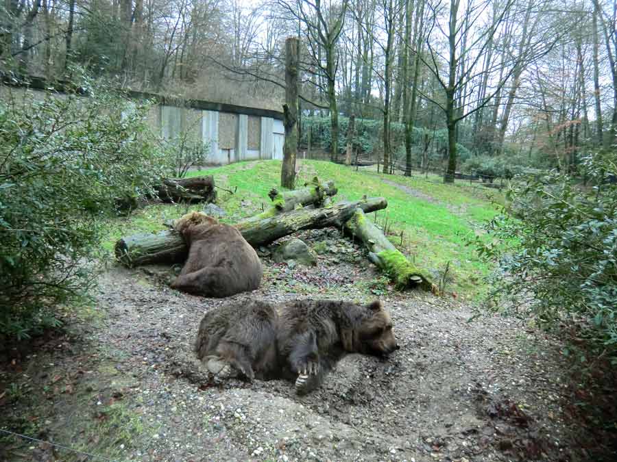 Kodiakbären im Zoologischen Garten Wuppertal im Dezember 2011