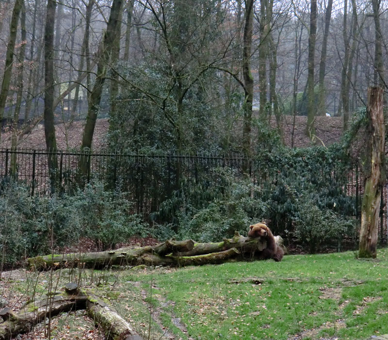 Kodiakbärin im Zoo Wuppertal am 29. Januar 2012