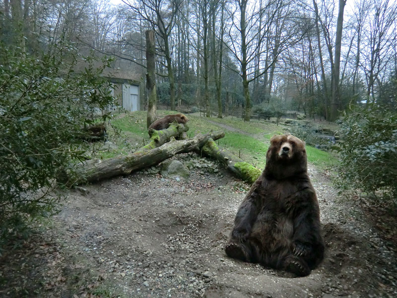 Kodiakbären im Wuppertaler Zoo am 29. Januar 2012
