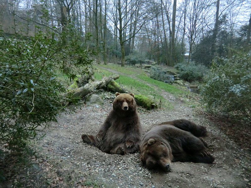 Kodiakbären im Zoo Wuppertal am 29. Januar 2012