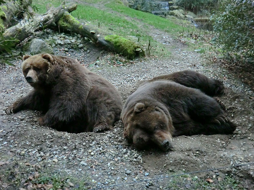 Kodiakbären im Zoologischen Garten Wuppertal am 29. Januar 2012