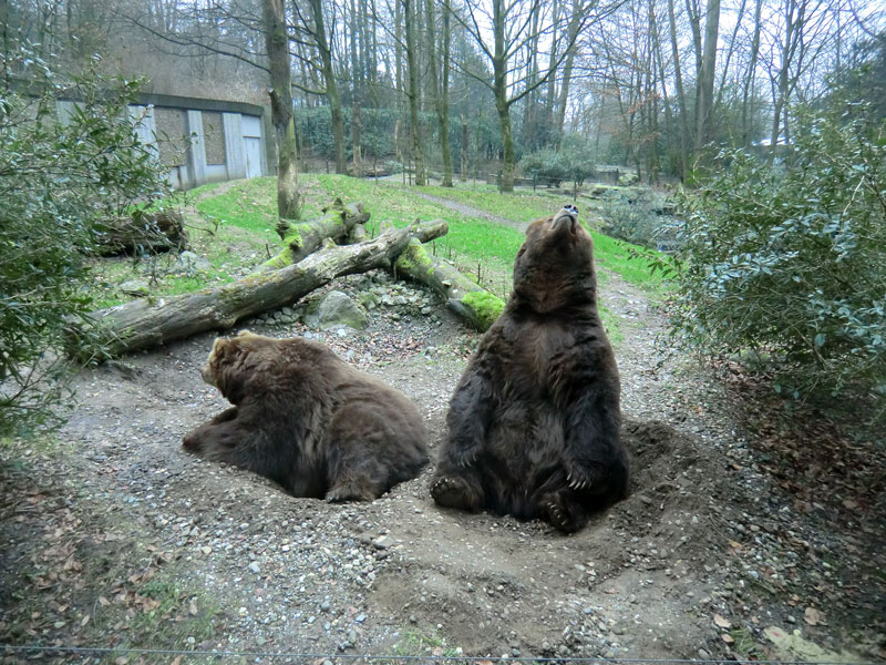 Kodiakbären im Zoo Wuppertal am 29. Januar 2012
