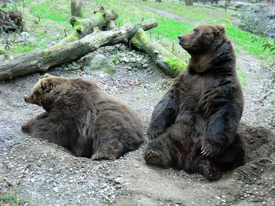 Kodiakbären im Zoologischen Garten Wuppertal am 29. Januar 2012