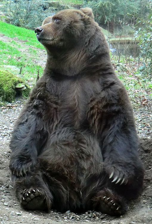 Kodiakbär im Zoo Wuppertal am 29. Januar 2012