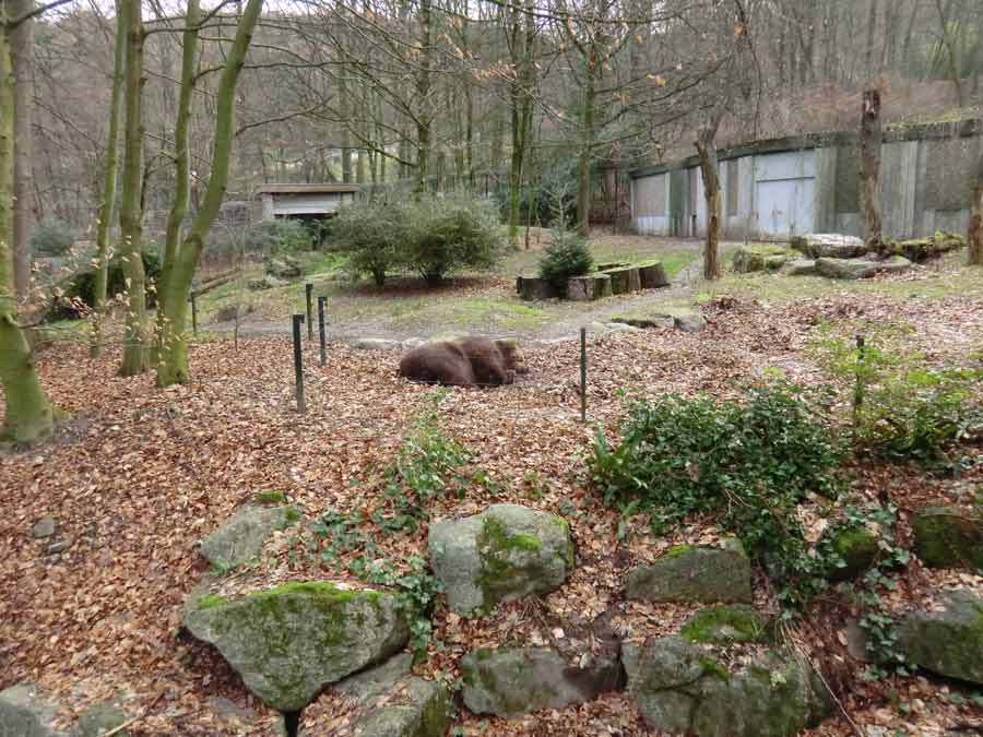 Kodiakbärin MABEL im Zoo Wuppertal am 19. Januar 2014