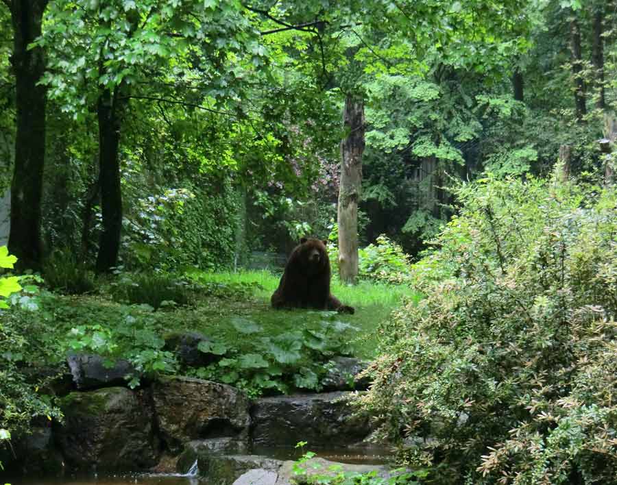 Kodiakbärin MABEL im Zoologischen Garten der Stadt Wuppertal am 10. Mai 2014
