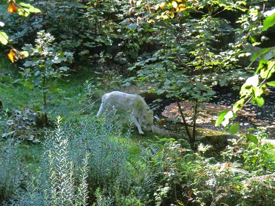 Kanadischer Wolf auf der Bärenanlage im Zoo Wuppertal im September 2014