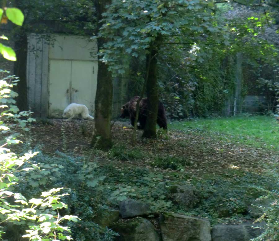 Kodiakbärin MABEL im Zoologischen Garten der Stadt Wuppertal im September 2014