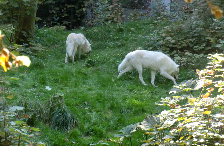 Kanadische Wölfe auf der Bärenanlage im Wuppertaler Zoo im September 2014