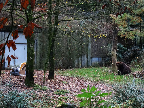 Kodiakbärin Mabel mit "bearbeitetem" Sofa auf der Braunbärenanlage am 7. November 2015 im Zoologischen Garten der Stadt Wuppertal