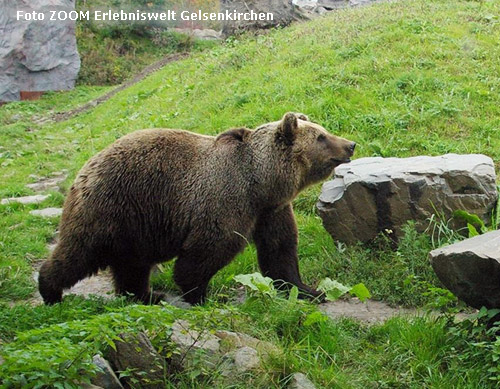 Kodiakbärin Brenda in der ZOOM Erlebniswelt Gelsenkirchen (Foto ZOOM Erlebniswelt Gelsenkirchen)