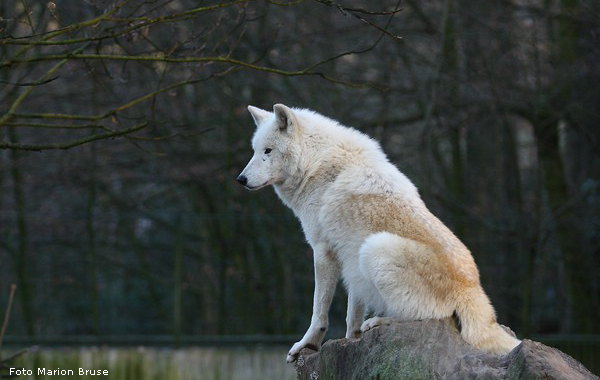 Kanadischer  Wolf im Wuppertaler Zoo im Dezember 2008 (Foto Marion Bruse)