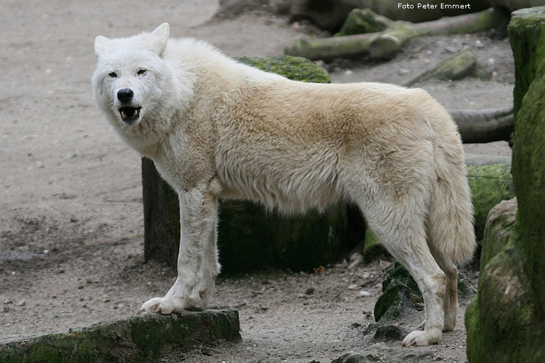 Kanadische Wolf im Wuppertaler Zoo im April 2008 (Foto Peter Emmert)