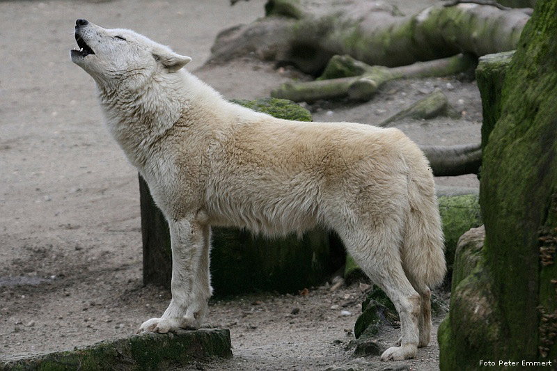 Kanadischer Wolf im Wuppertaler Zoo im April 2008 (Foto Peter Emmert)