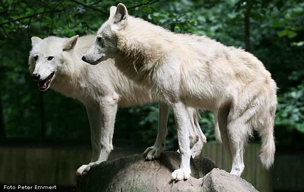 Kanadische Wölfe im Wuppertaler Zoo im Juli 2008 (Foto Peter Emmert)