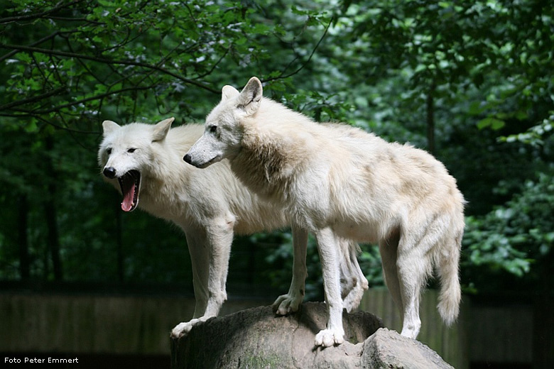 Kanadische Wölfe im Wuppertaler Zoo im Juli 2008 (Foto Peter Emmert)