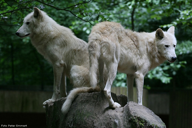 Kanadische Wölfe im Zoologischen Garten Wuppertal im Juli 2008 (Foto Peter Emmert)
