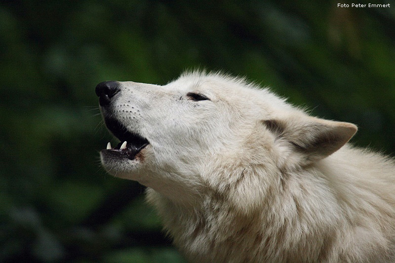 Kanadischer Wolf im Zoo Wuppertal im Juli 2008 (Foto Peter Emmert)