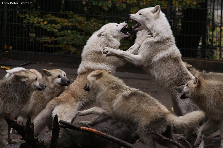 Kanadische Wölfe im Wuppertaler Zoo im Oktober 2008 (Foto Peter Emmert)