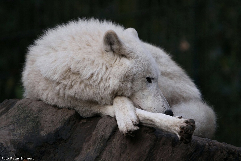 Kanadischer Wolf im Zoologischen Garten Wuppertal im November 2008 (Foto Peter Emmert)