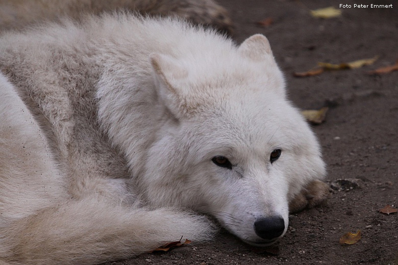 Kanadischer Wolf im Zoo Wuppertal im November 2008 (Foto Peter Emmert)