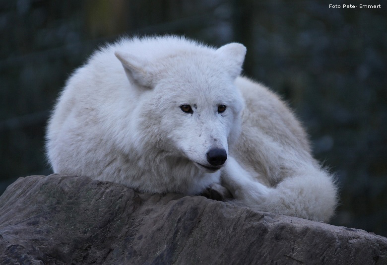 Kanadischer Wolf im Zoo Wuppertal im Dezember 2008 (Foto Peter Emmert)