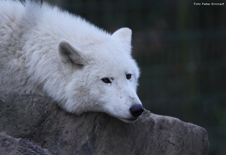 Kanadischer Wolf im Zoologischen Garten Wuppertal im Dezember 2008 (Foto Peter Emmert)