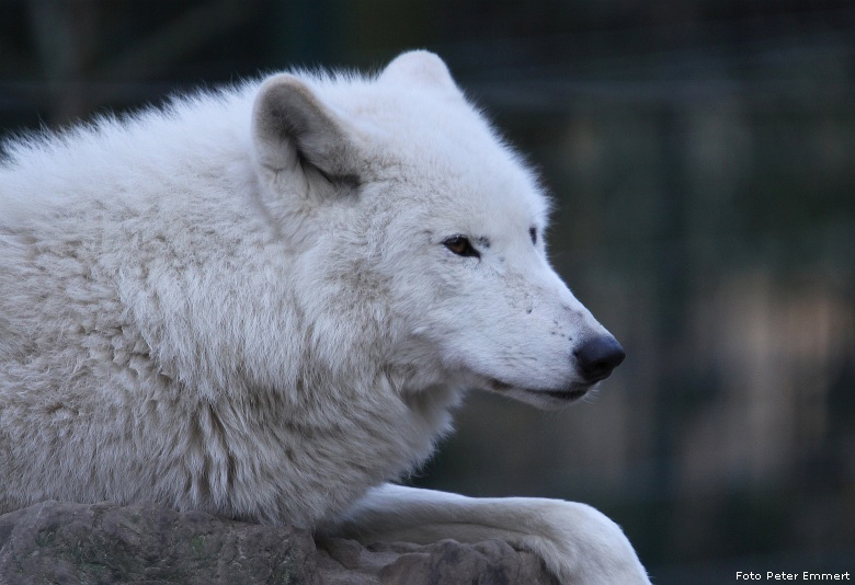 Kanadischer Wolf im Wuppertaler Zoo im Dezember 2008 (Foto Peter Emmert)