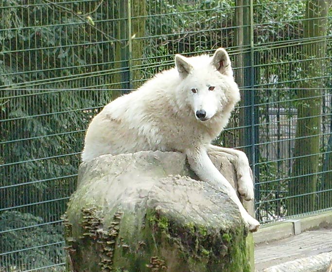 Kanadischer Wolf im Zoologischen Garten Wuppertal im April 2008