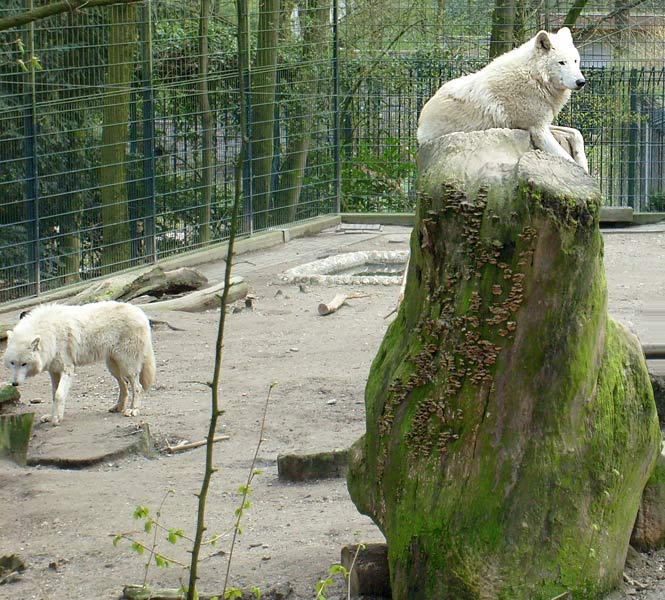 Kanadische Wölfe im Wuppertaler Zoo im April 2008