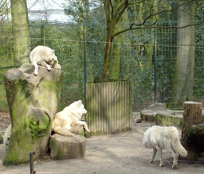Kanadische Wölfe im Zoologischen Garten Wuppertal im April 2008