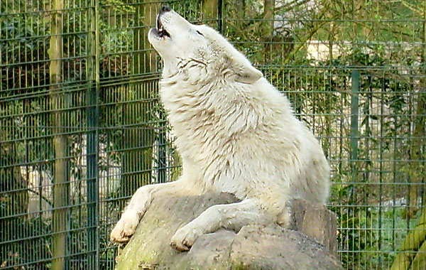 Kanadischer Wolf im Wuppertaler Zoo im April 2008