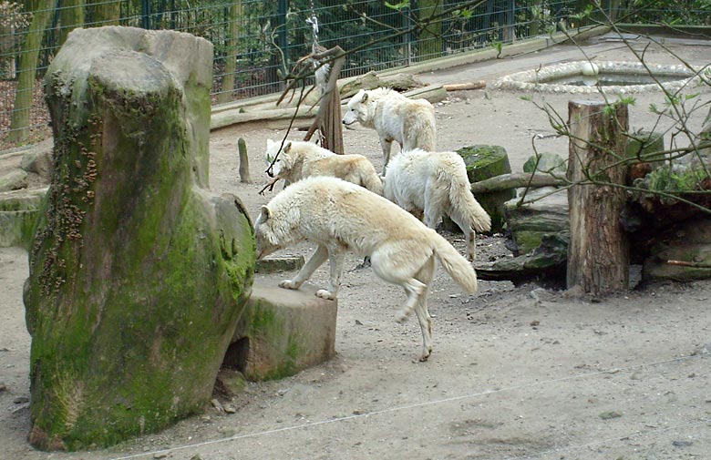 Kanadische Wölfe im Wuppertaler Zoo im April 2008