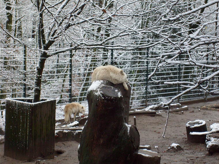 Kanadische Wölfe im Zoologischen Garten Wuppertal im November 2008