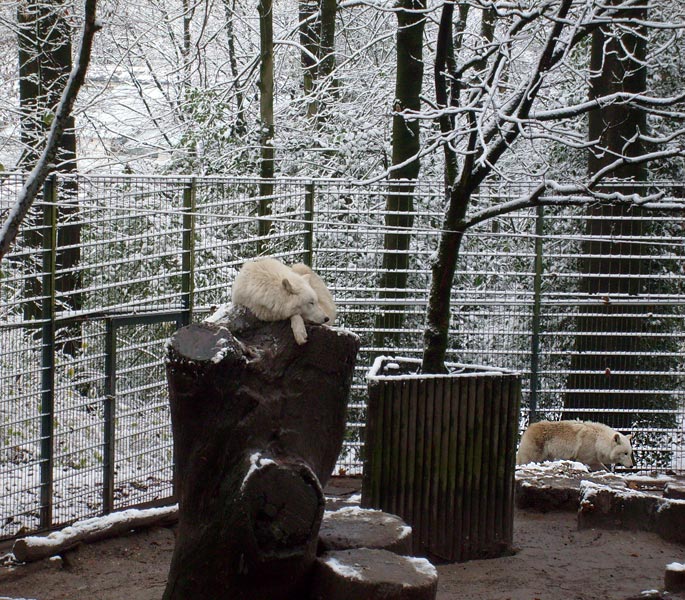 Kanadische Wölfe im Wuppertaler Zoo im November 2008