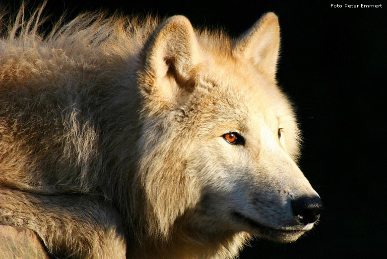 Kanadischer Wolf im Zoo Wuppertal (Foto Peter Emmert)