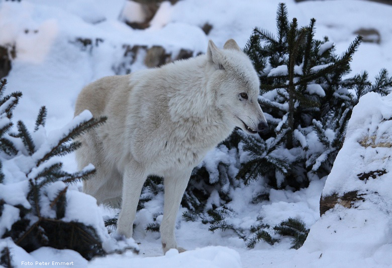Kanadischer Wolf im Zoo Wuppertal im Januar 2009 (Foto Peter Emmert)