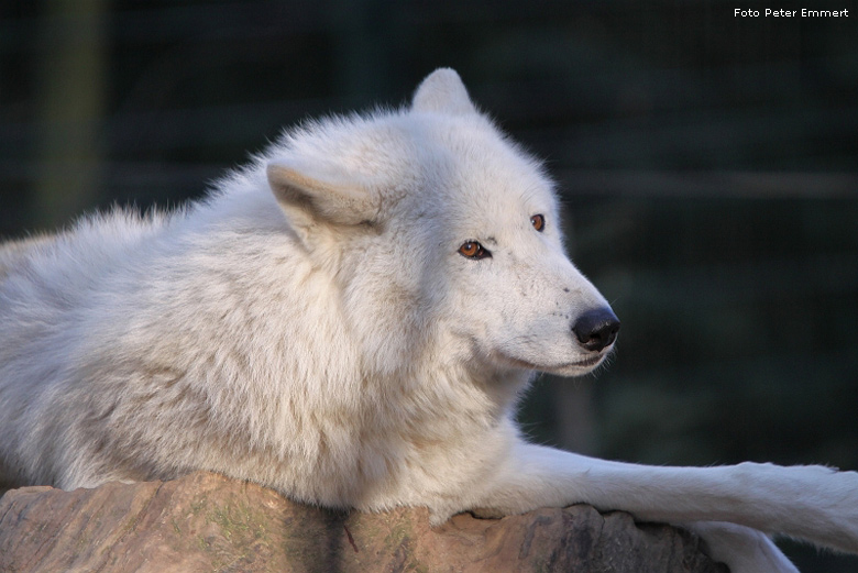 Kanadischer Wolf im Zoo Wuppertal im Januar 2009 (Foto Peter Emmert)