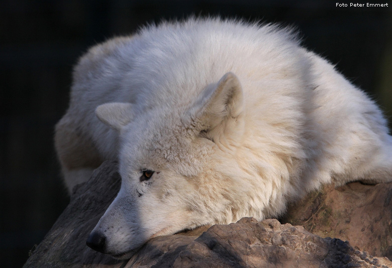 Kanadischer Wolf im Zoologischen Garten Wuppertal im Januar 2009 (Foto Peter Emmert)