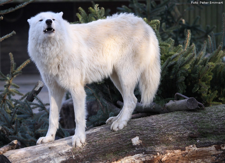 Kanadischer Wolf im Zoologischen Garten Wuppertal im Januar 2009 (Foto Peter Emmert)