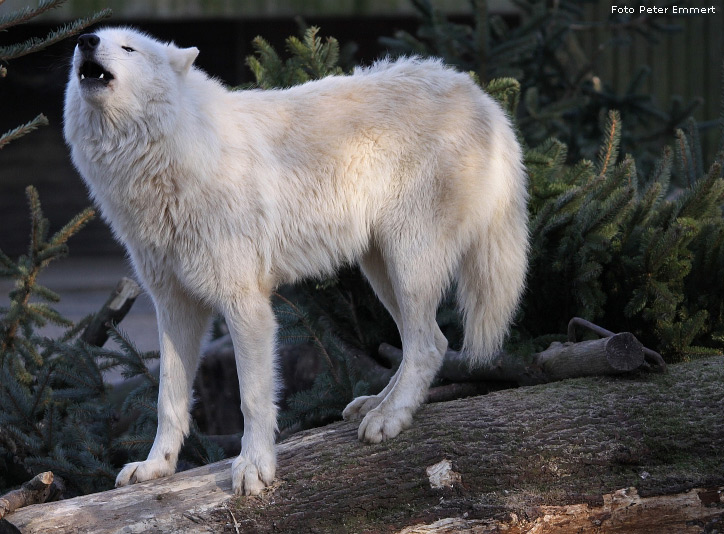 Kanadischer Wolf im Wuppertaler Zoo im Januar 2009 (Foto Peter Emmert)
