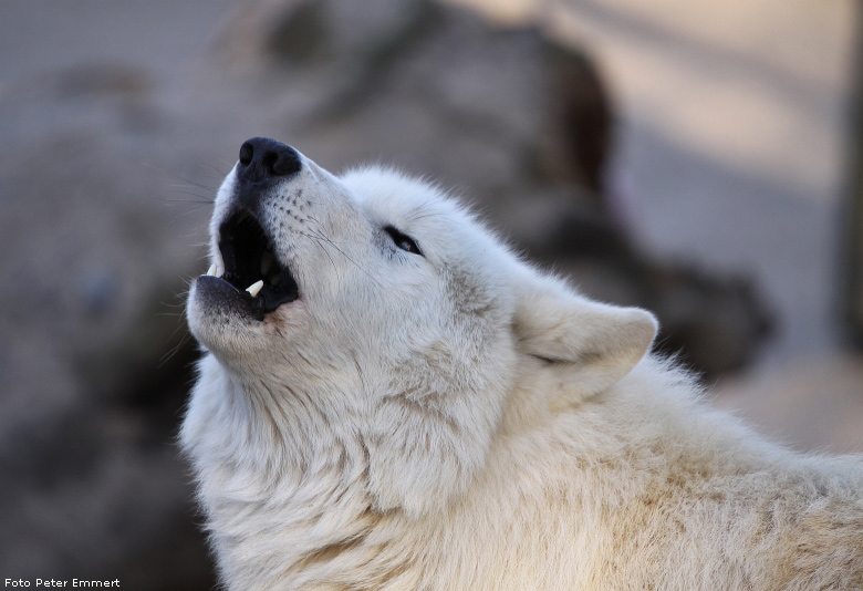 Kanadischer Wolf im Wuppertaler Zoo im Januar 2009 (Foto Peter Emmert)