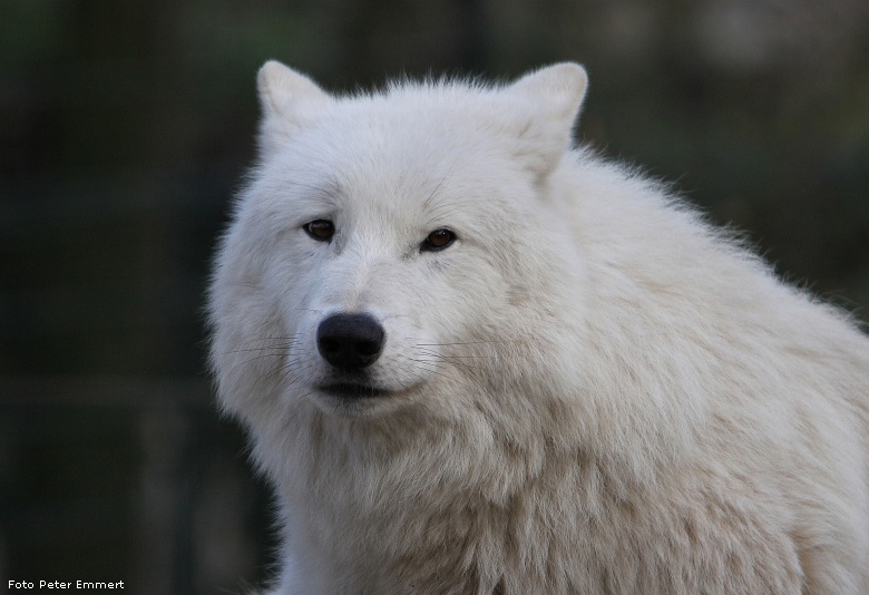 Kanadischer Wolf im Wuppertaler Zoo im Februar 2009 (Foto Peter Emmert)