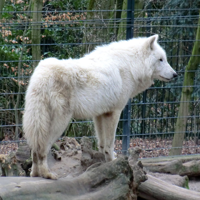Kanadischer Wolf im Wuppertaler Zoo im März 2012