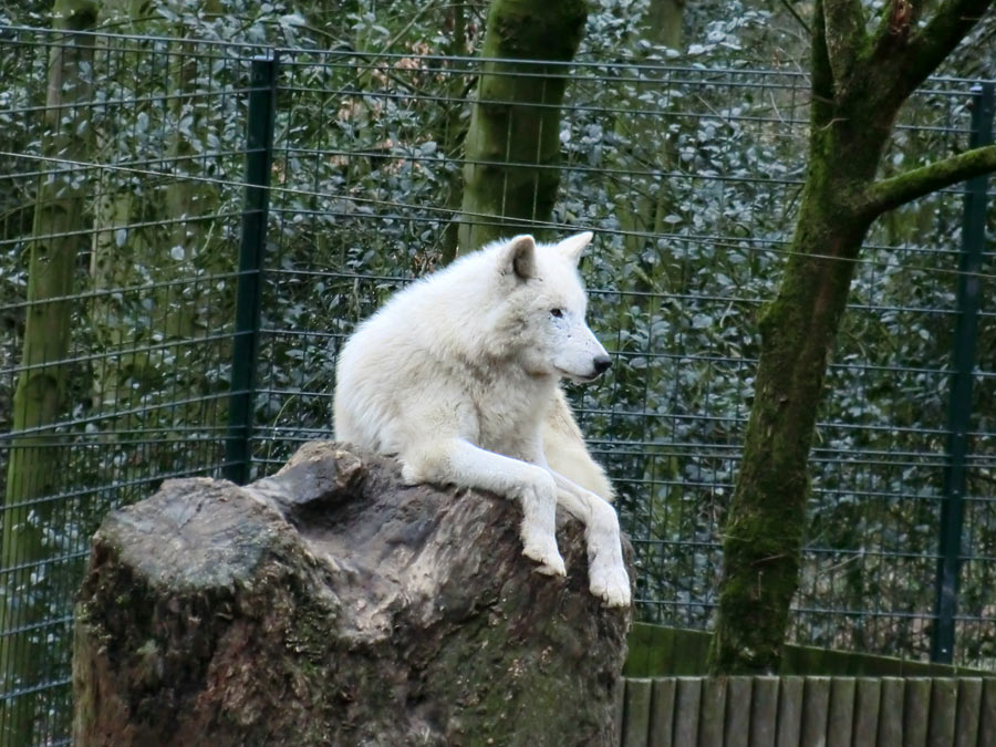 Kanadischer Wolf im Zoo Wuppertal im März 2012