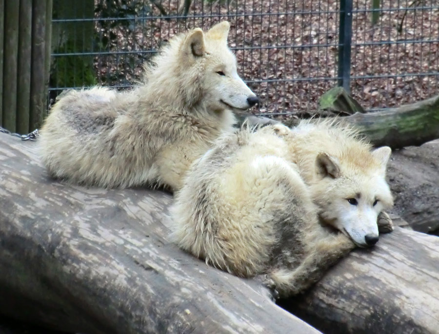 Kanadische Wölfe im Zoologischen Garten Wuppertal im März 2012