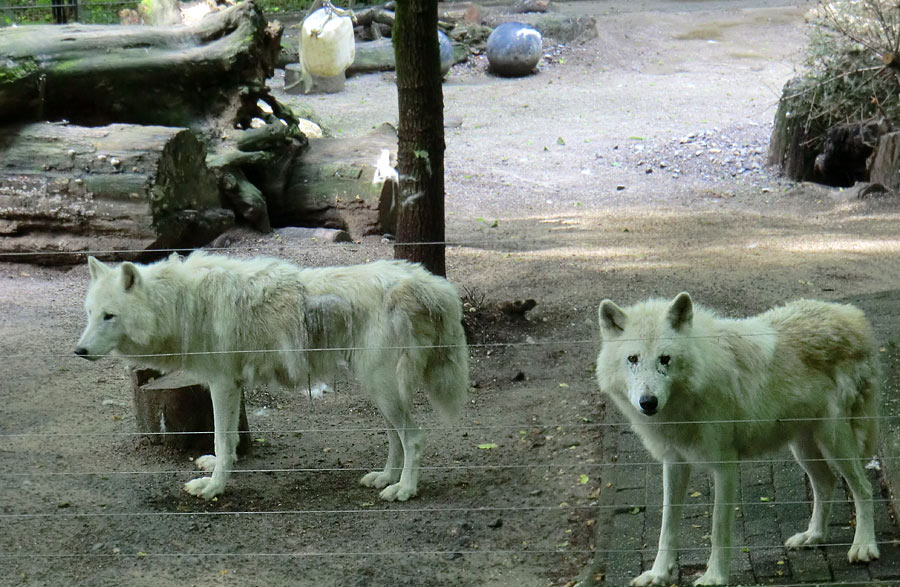 Kanadische Wölfe im Zoo Wuppertal im Juni 2013