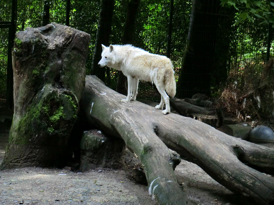 Kanadischer Wolf im Zoo Wuppertal im Juni 2013
