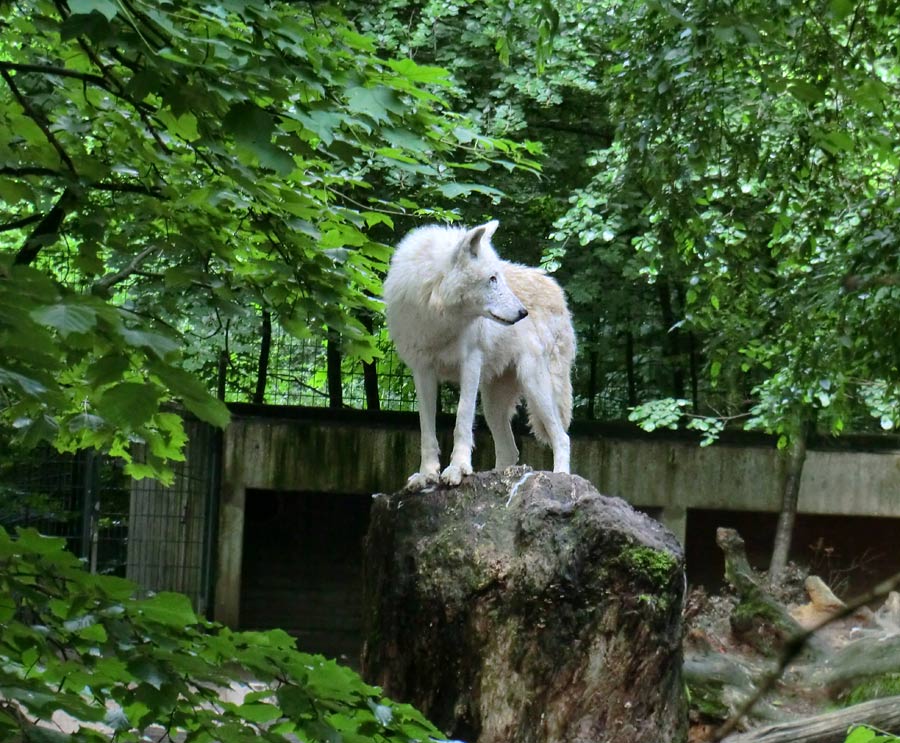 Kanadischer Wolf im Zoologischen Garten Wuppertal im Juni 2013